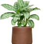 Aglaonema 'Chantal' in Antwerp