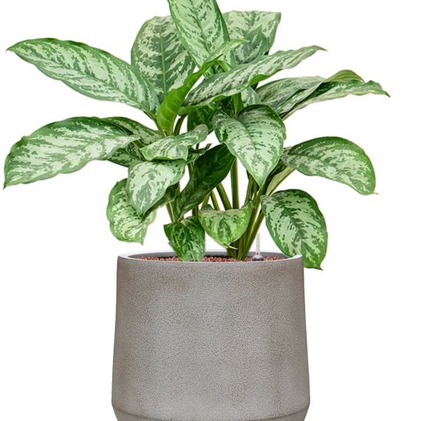 Aglaonema 'Chantal' in Antwerp