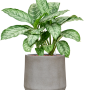 Aglaonema 'Chantal' in Antwerp